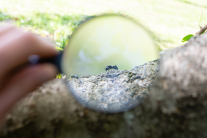 MÉTODO DE OBSERVAÇÃO NO TCC